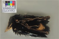 藏品(臺灣紫嘯鶇)的圖片